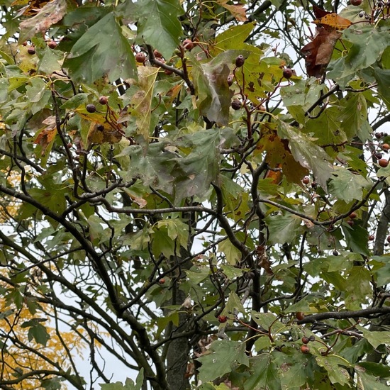 Elsbeere: Pflanze im Habitat Wald der gemäßigten Breiten in der NatureSpots App