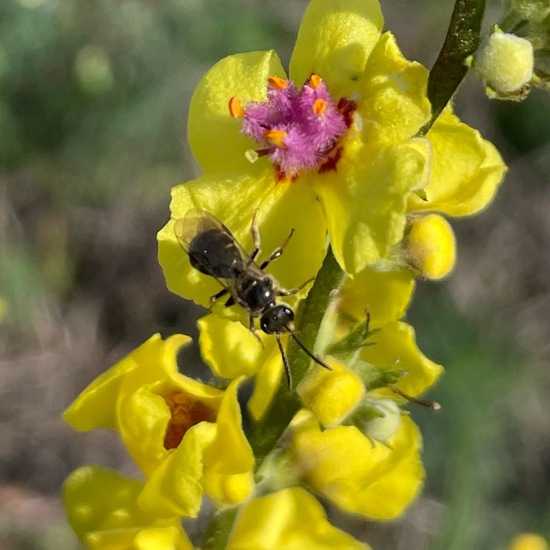 Lasioglossum malachurum: Tier im Habitat Ackerrandstreifen in der NatureSpots App