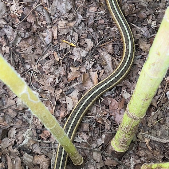 Östliche Strumpfbandnatter: Tier in der Natur in der NatureSpots App