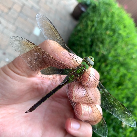 Amerikanische Königslibelle: Tier in der Natur in der NatureSpots App