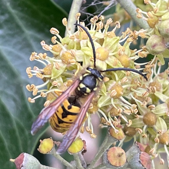 Deutsche Wespe: Tier im Habitat Garten in der NatureSpots App