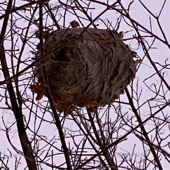 Dolichovespula maculata: Tier in der Natur in der NatureSpots App