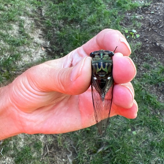 Neotibicen pruinosus: Tier in der Natur in der NatureSpots App