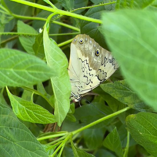 Preponini: Tier in der Natur in der NatureSpots App