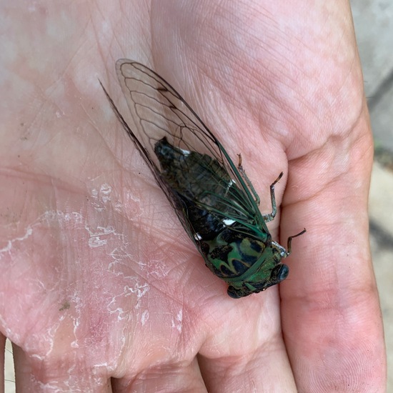 Neotibicen pruinosus: Tier in der Natur in der NatureSpots App