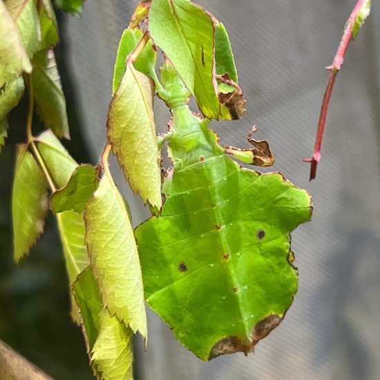 Acanthoxyla geisovii: Tier in der Natur in der NatureSpots App