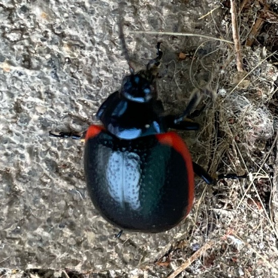 Rotsaum-Blattkäfer: Tier im Habitat Garten in der NatureSpots App