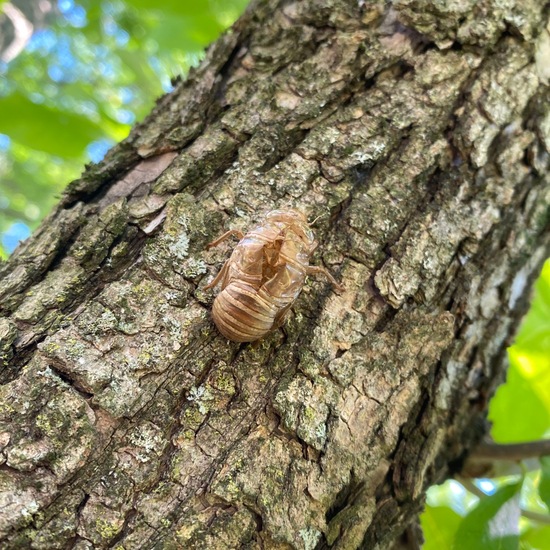 Neotibicen linnei: Tier in der Natur in der NatureSpots App