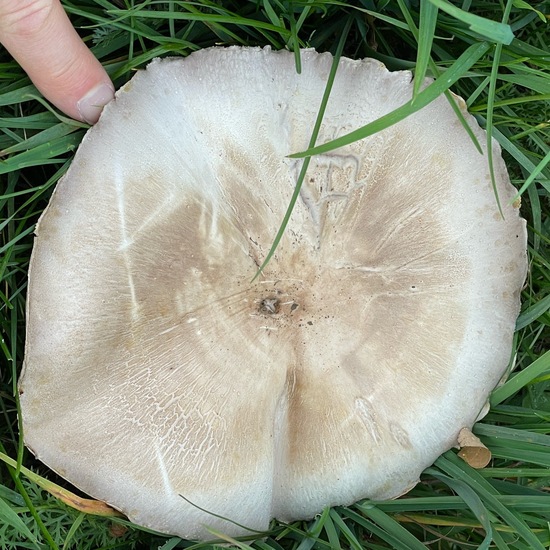 Karbol-Champignon: Pilz im Habitat Halb-natürliches Grasland in der NatureSpots App