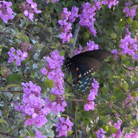 Papilio troilus: Tier in der Natur in der NatureSpots App