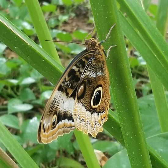 Caligo oedipus: Tier in der Natur in der NatureSpots App