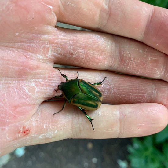 Cotinis nitida: Tier in der Natur in der NatureSpots App