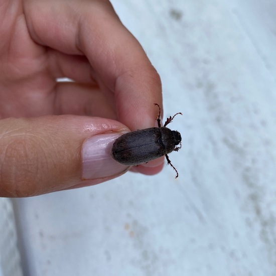 Phyllophaga futilis: Tier in der Natur in der NatureSpots App