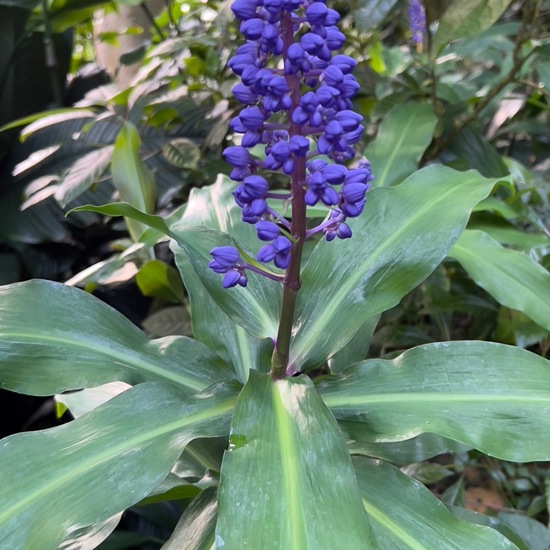 Amsonia fugatei: Pflanze in der Natur in der NatureSpots App