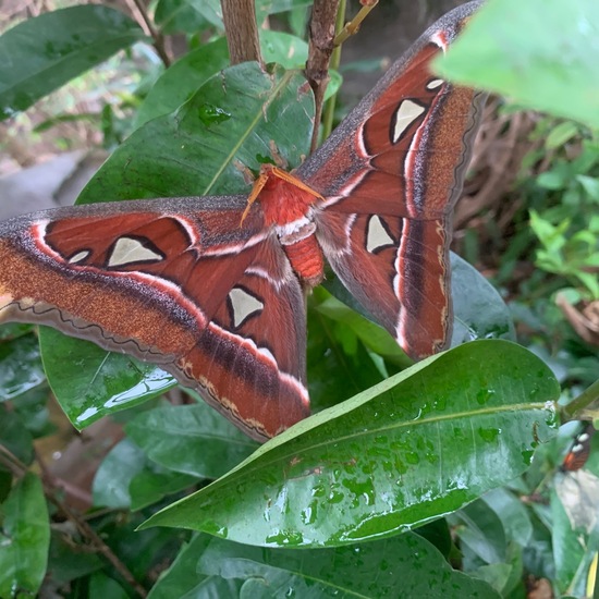 Attacus taprobanis: Tier in der Natur in der NatureSpots App