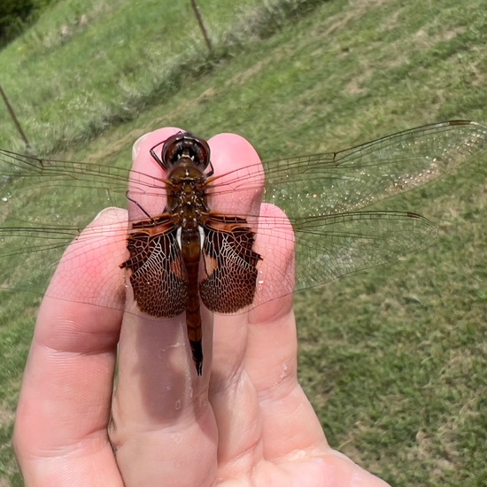 Tramea onusta: Tier in der Natur in der NatureSpots App