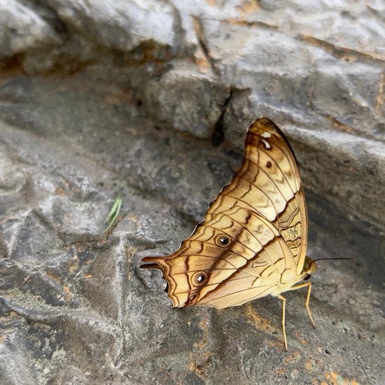 Tanaecia pelea: Tier in der Natur in der NatureSpots App