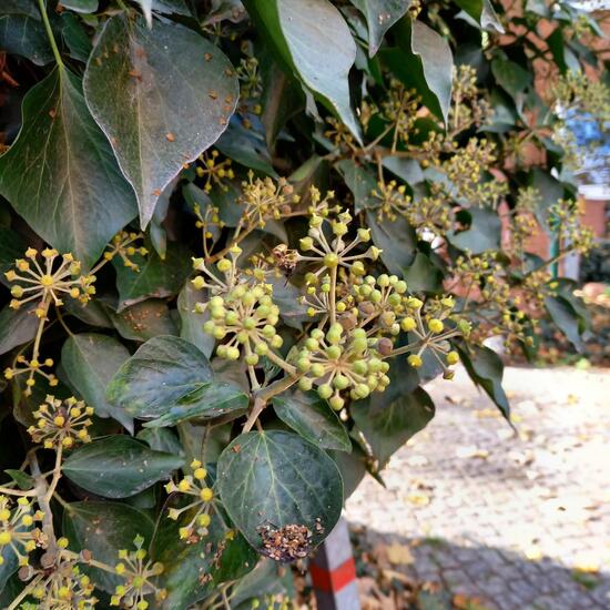 Efeu: Pflanze im Habitat Vorstadt in der NatureSpots App