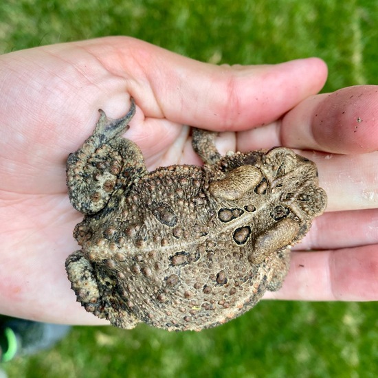 Anaxyrus americanus: Tier in der Natur in der NatureSpots App