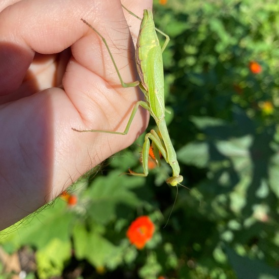 Stagmomantis carolina: Tier in der Natur in der NatureSpots App