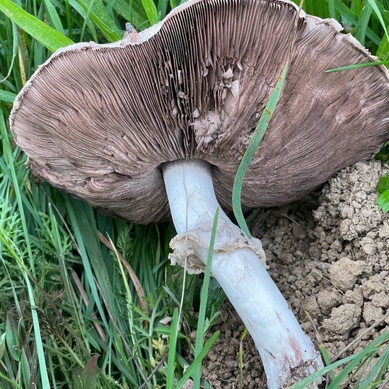 Karbol-Champignon: Pilz im Habitat Halb-natürliches Grasland in der NatureSpots App