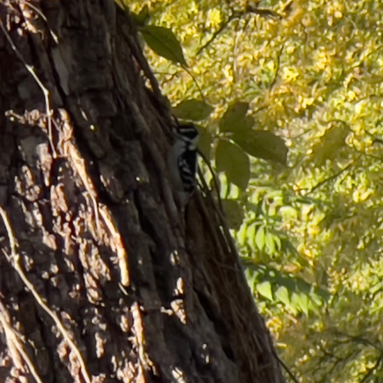 Picoides pubescens: Tier in der Natur in der NatureSpots App