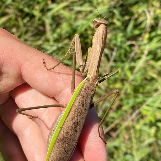 Große Chinesen-Mantis: Tier in der Natur in der NatureSpots App