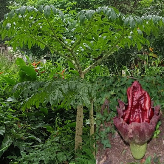 Amorphophallus muelleri: Pflanze in der Natur in der NatureSpots App