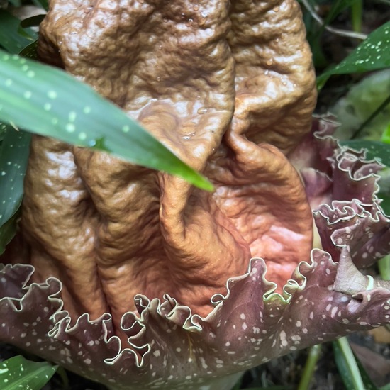 Amorphophallus difformis: Pflanze in der Natur in der NatureSpots App