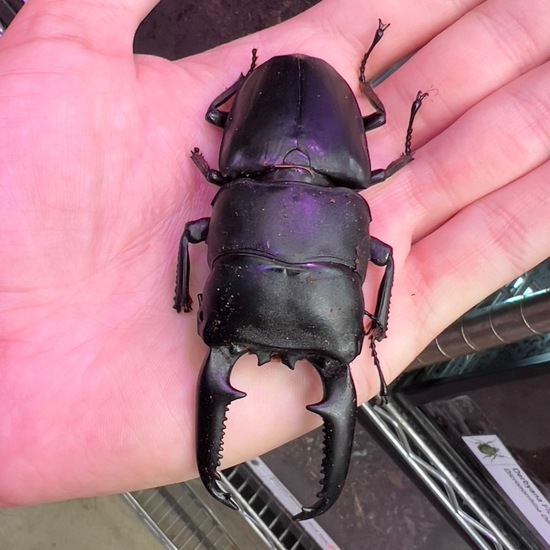 Dorcus titanus: Tier in der Natur in der NatureSpots App