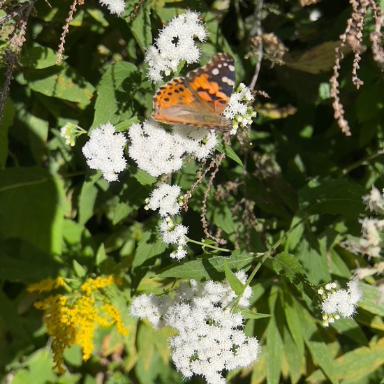 Distelfalter: Tier in der Natur in der NatureSpots App