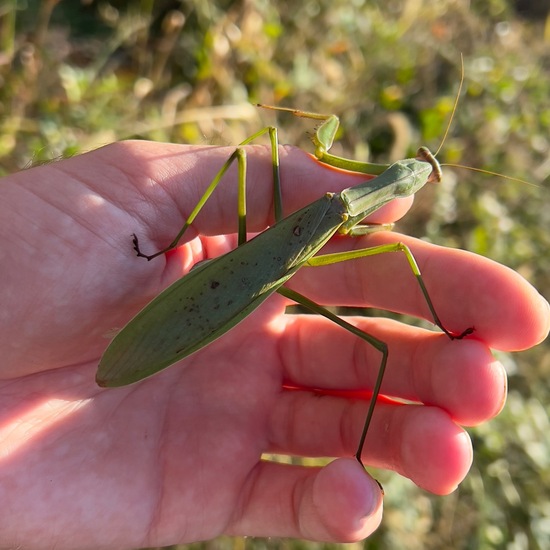 Große Chinesen-Mantis: Tier in der Natur in der NatureSpots App