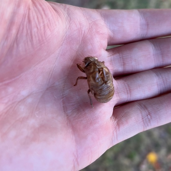 Neotibicen pruinosus: Tier in der Natur in der NatureSpots App