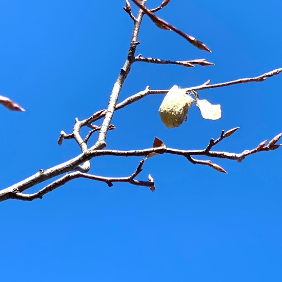 Hyalophora euryalus: Tier in der Natur in der NatureSpots App