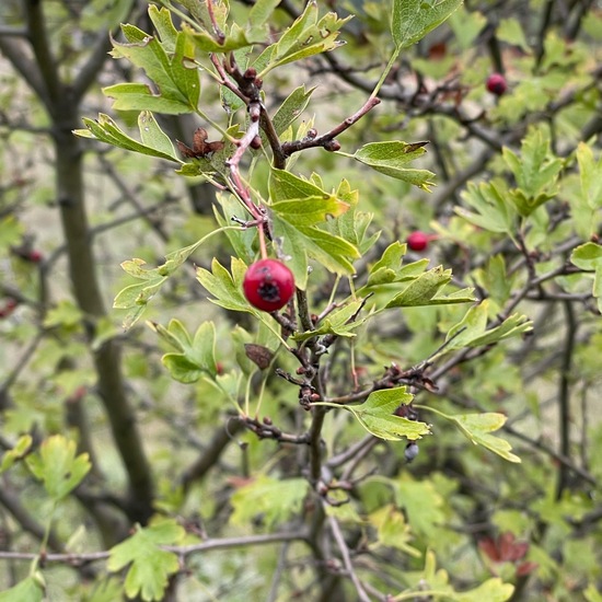 Weißdorne: Pflanze im Habitat Grasland und Büsche in der NatureSpots App