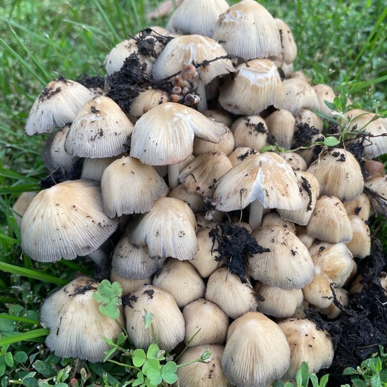 Psathyrellaceae: Pilz im Habitat Wald der gemäßigten Breiten in der NatureSpots App