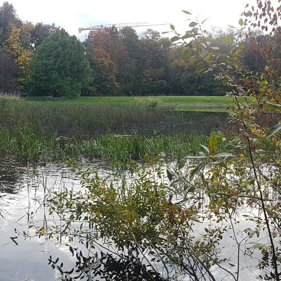 Landschaft: Süßwasser im Habitat Teich in der NatureSpots App