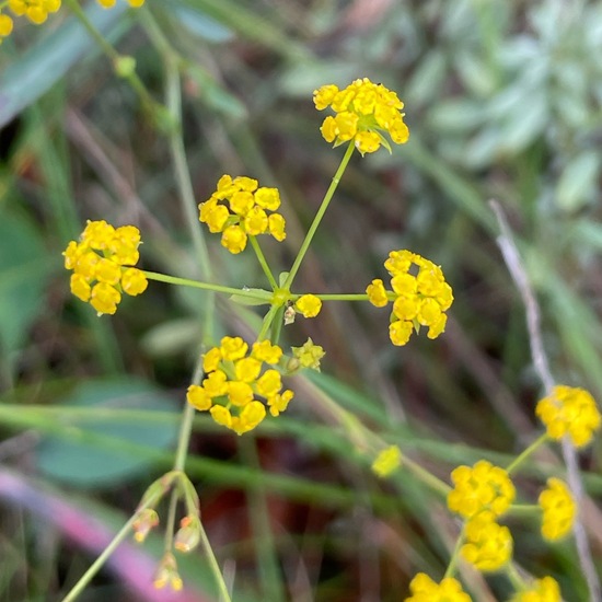 Sichelblättriges Hasenohr: Pflanze im Habitat Anderes Grasland/Busch-Habitat in der NatureSpots App