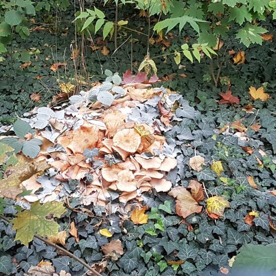 Eine unbekannte Art: Pilz im Habitat Park in der NatureSpots App