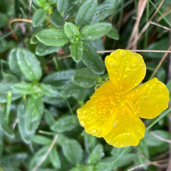 Gelbes Sonnenröschen: Pflanze im Habitat Anderes Grasland/Busch-Habitat in der NatureSpots App