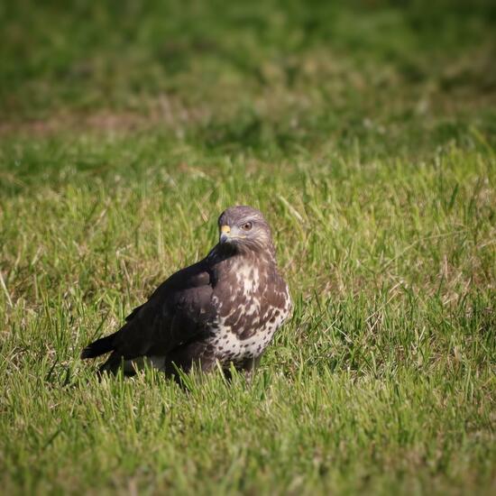 Mäusebussard: Tier im Habitat Landwirtschaftliche Wiese in der NatureSpots App