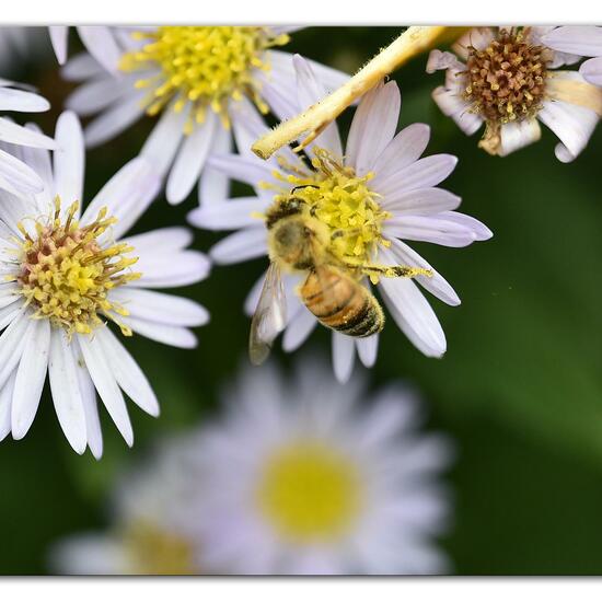 Westliche Honigbiene: Tier im Habitat Hecke/Blumenbeet in der NatureSpots App