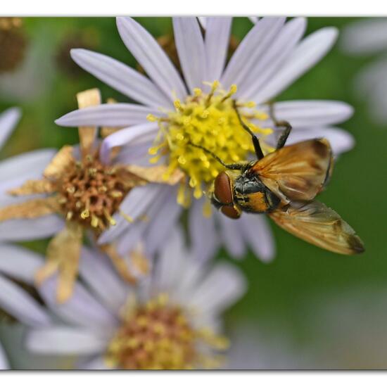 Goldschildfliege: Tier im Habitat Hecke/Blumenbeet in der NatureSpots App