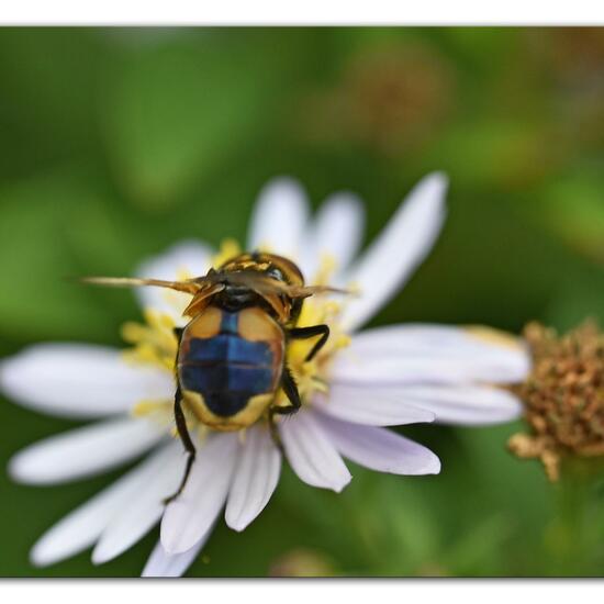 Goldschildfliege: Tier im Habitat Hecke/Blumenbeet in der NatureSpots App