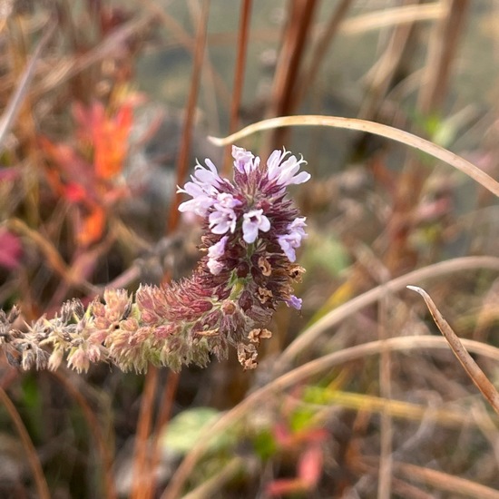 Wasserminze: Pflanze im Habitat Garten in der NatureSpots App