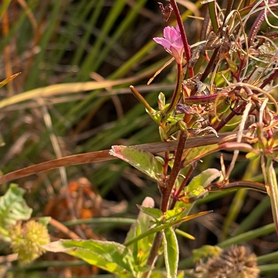 Zottiges Weidenröschen: Pflanze im Habitat Garten in der NatureSpots App