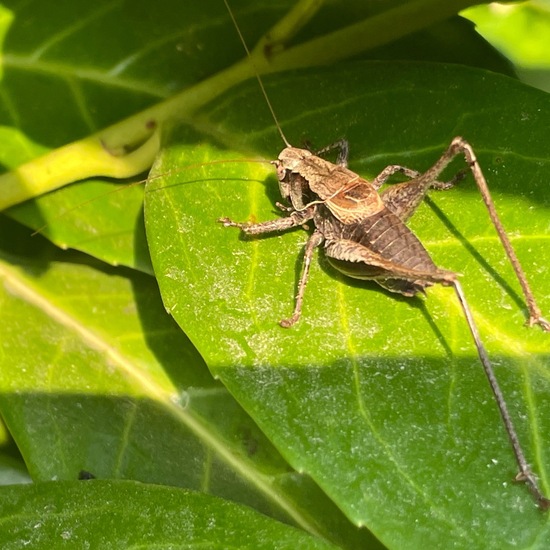 Gemeine Strauchschrecke: Tier im Habitat Garten in der NatureSpots App