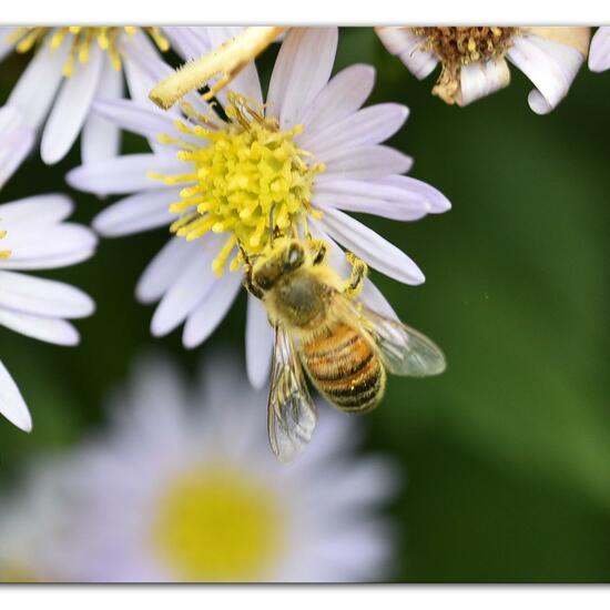 Westliche Honigbiene: Tier im Habitat Hecke/Blumenbeet in der NatureSpots App