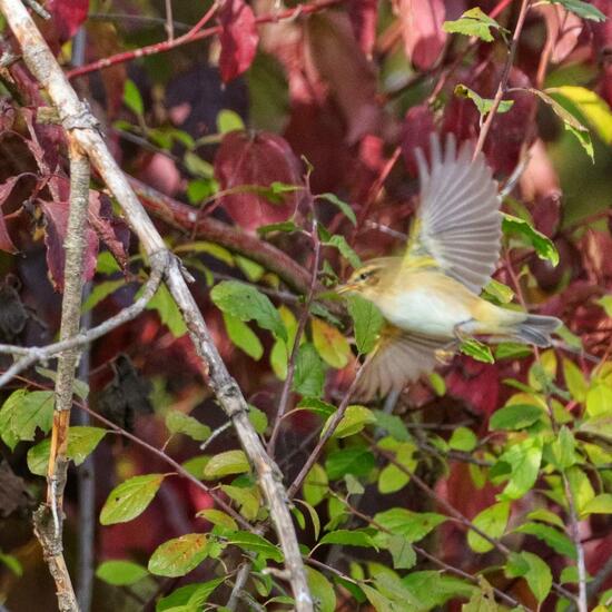 Zilpzalp: Tier in der Natur in der NatureSpots App