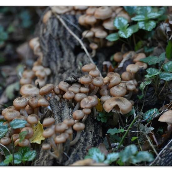 Hallimasche: Pilz im Habitat Park in der NatureSpots App